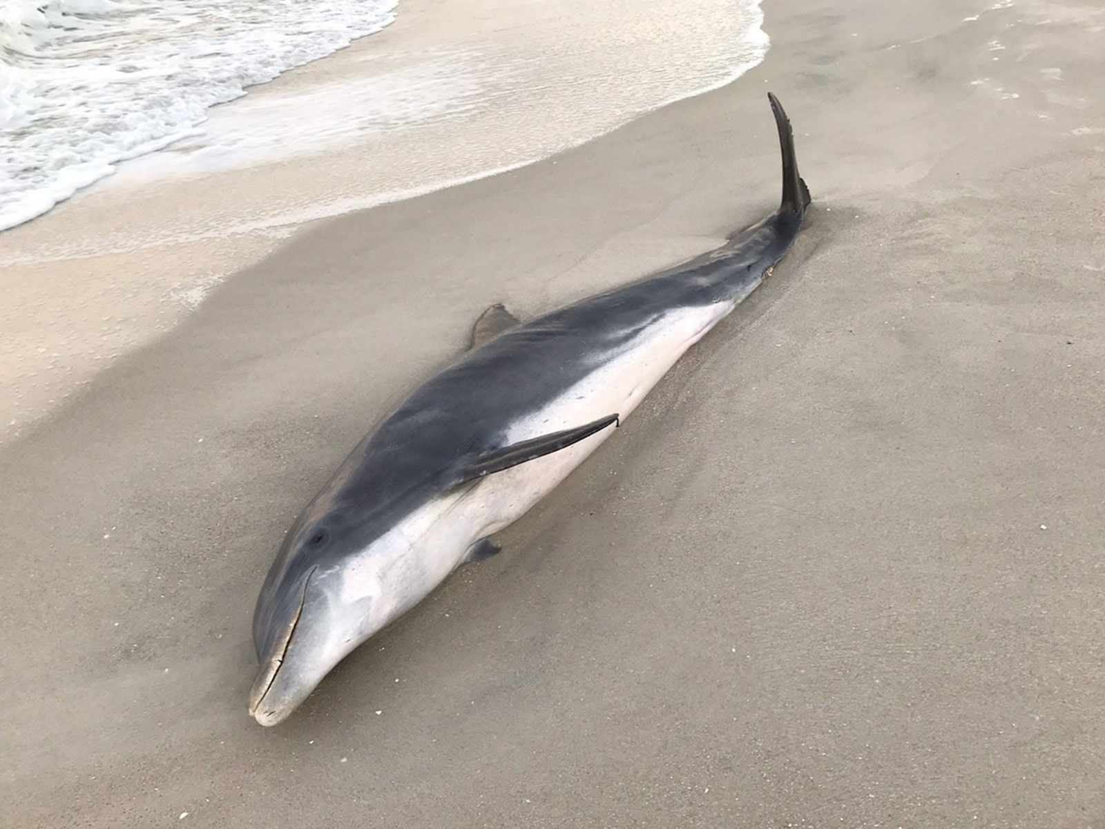 Dolphin